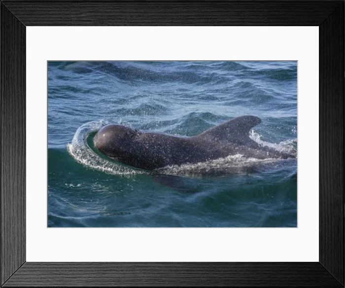 Framed Print : Short-finned pilot whale (Globicephala macrorhynchus) surfacing near Isla San Pedro Martir Framed Print : Short-finned pilot whale (Globicephala macrorhynchus) surfacing near Isla San Pedro Martir