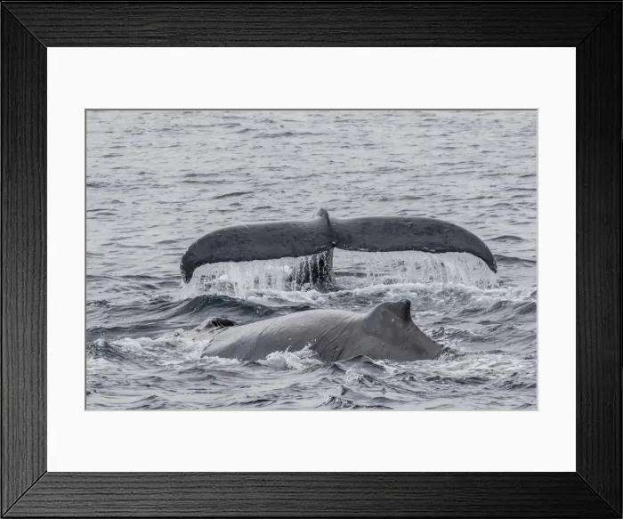 Framed Print : Adult male humpback whales (Megaptera novaeangliae) compete for a female in esterus Framed Print : Adult male humpback whales (Megaptera novaeangliae) compete for a female in esterus
