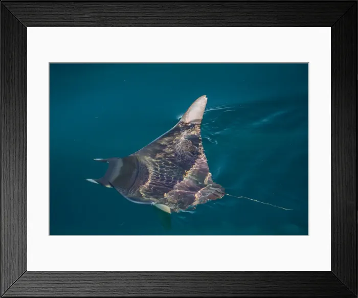 Framed Print : Mobula, Mobula spp, with wingtips above the surface near Isla Danzante, Baja California Sur Framed Print : Mobula, Mobula spp, with wingtips above the surface near Isla Danzante, Baja California Sur