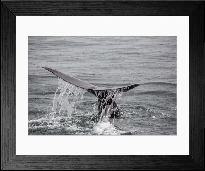 Framed Print : Adult sperm whale (Physeter macrocephalus) flukes-up dive near Isla San Pedro Martir Framed Print : Adult sperm whale (Physeter macrocephalus) flukes-up dive near Isla San Pedro Martir