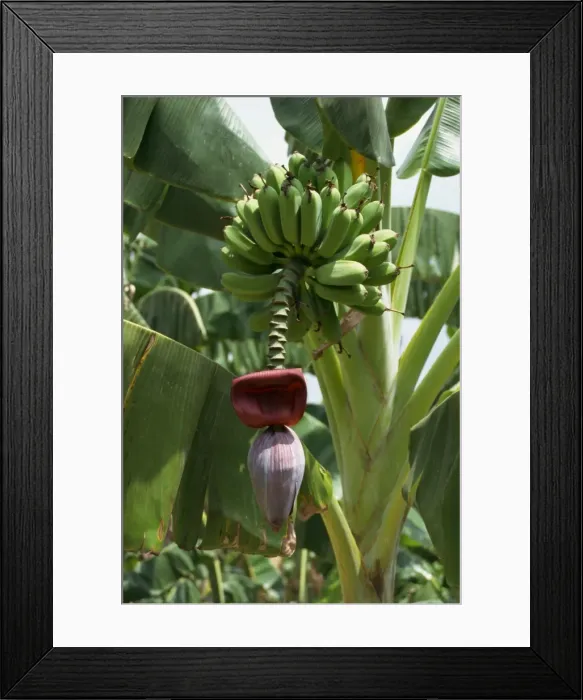 Framed Print : Close-up of flower and partly harvested hands of bananas on a banana plant at Guantanamo Framed Print : Close-up of flower and partly harvested hands of bananas on a banana plant at Guantanamo