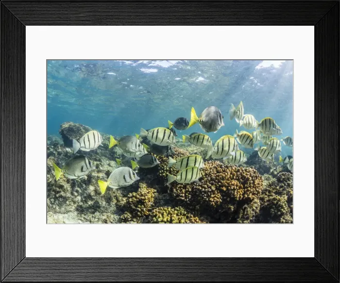Framed Print : A large school of convict tang (Acanthurus triostegus) on the only living reef in the Sea of Cortez