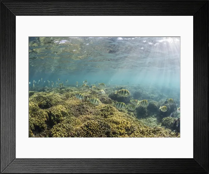 Framed Print : A large school of convict tang (Acanthurus triostegus) on the only living reef in the Sea of Cortez Framed Print : A large school of convict tang (Acanthurus triostegus) on the only living reef in the Sea of Cortez
