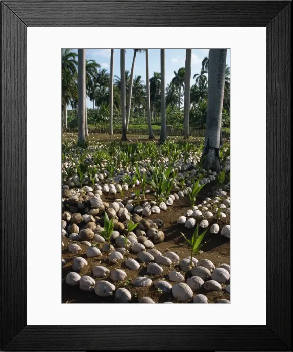 Framed Print : Sprouting coconuts and coconut palms on a plantation at Baracoa, Oriente Framed Print : Sprouting coconuts and coconut palms on a plantation at Baracoa, Oriente