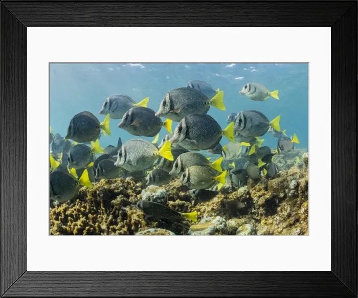 Framed Print : A large school of yellowtail surgeonfish (Prionurus punctatus) on the only living Framed Print : A large school of yellowtail surgeonfish (Prionurus punctatus) on the only living