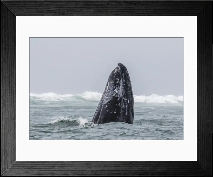 Framed Print : Adult California gray whale (Eschrichtius robustus) spy-hopping in San Ignacio Lagoon