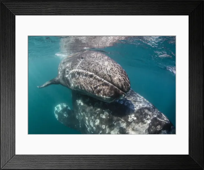 Framed Print : California gray whale (Eschrichtius robustus) mother and calf underwater in San Ignacio Lagoon Framed Print : California gray whale (Eschrichtius robustus) mother and calf underwater in San Ignacio Lagoon