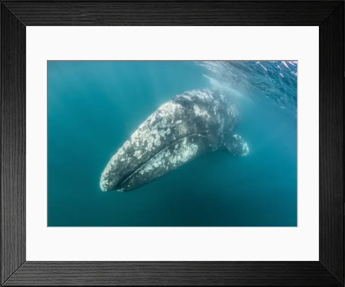 Framed Print : California gray whale (Eschrichtius robustus) mother underwater in San Ignacio Lagoon Framed Print : California gray whale (Eschrichtius robustus) mother underwater in San Ignacio Lagoon