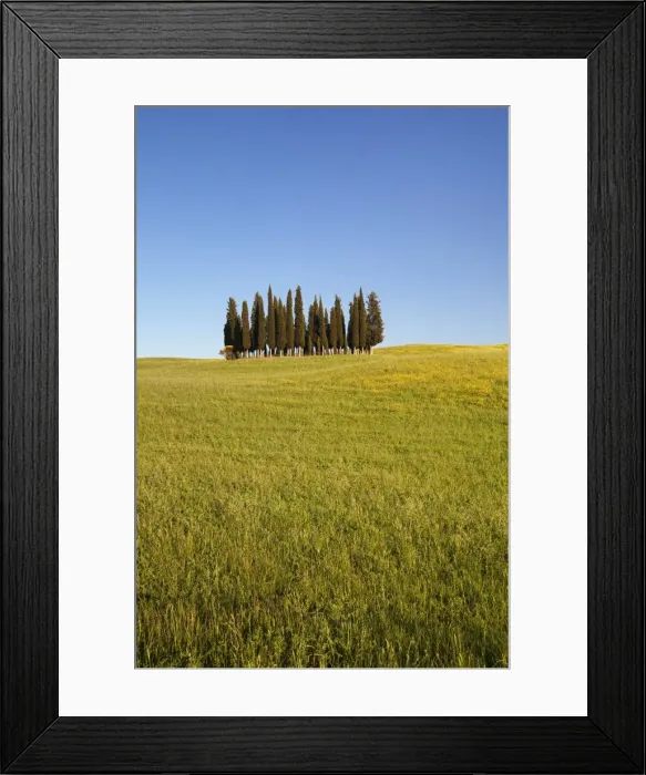 Framed Print : Group of cypress trees, near San Quirico, Val d Orcia (Orcia Valley), UNESCO World Heritage Site Framed Print : Group of cypress trees, near San Quirico, Val d Orcia (Orcia Valley), UNESCO World Heritage Site