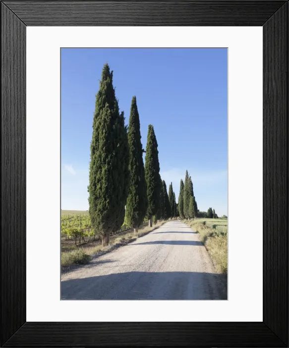 Framed Print : Alley of cypress trees, near Pienza, Val d Orcia (Orcia Valley), UNESCO World Heritage Site Framed Print : Alley of cypress trees, near Pienza, Val d Orcia (Orcia Valley), UNESCO World Heritage Site