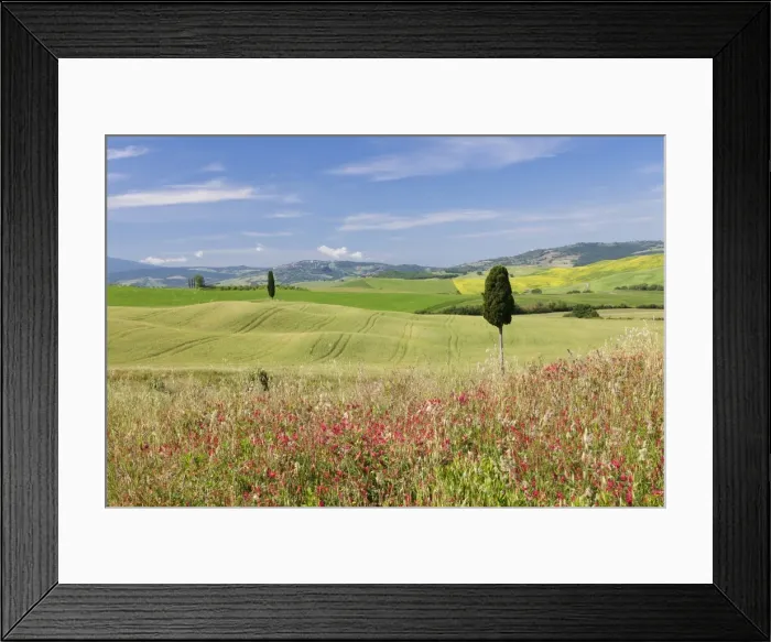 Framed Print : Tuscan landscape with cypress tree, near Pienza, Val d Orcia (Orcia Valley), UNESCO Framed Print : Tuscan landscape with cypress tree, near Pienza, Val d Orcia (Orcia Valley), UNESCO
