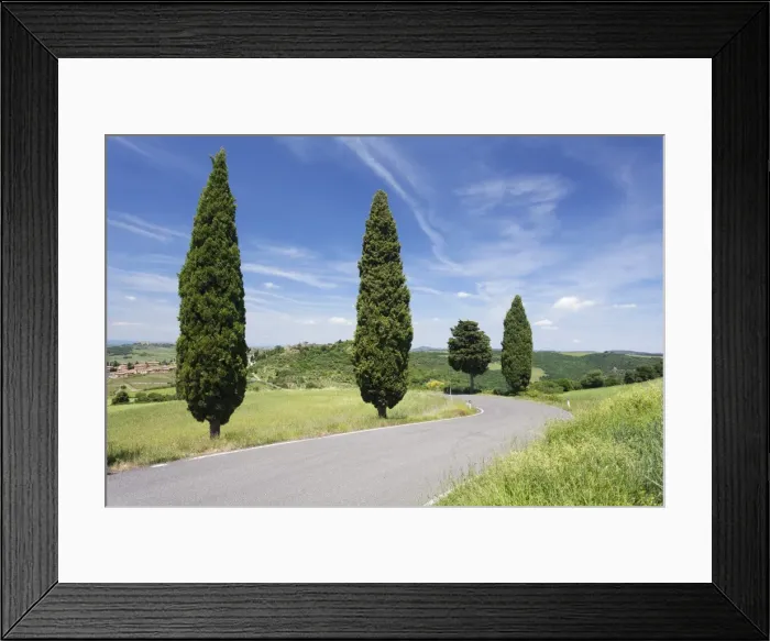 Framed Print : Cypresses on a road, Monticchiello, Val d Orcia, (Orcia Valley), Siena Province, Tuscany Framed Print : Cypresses on a road, Monticchiello, Val d Orcia, (Orcia Valley), Siena Province, Tuscany
