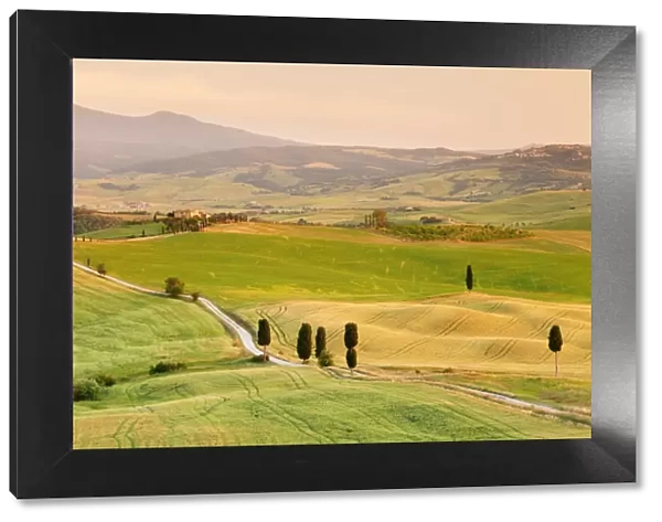 Tuscan landscape with cypress trees, near Pienza, Val d Orcia (Orcia Valley), UNESCO