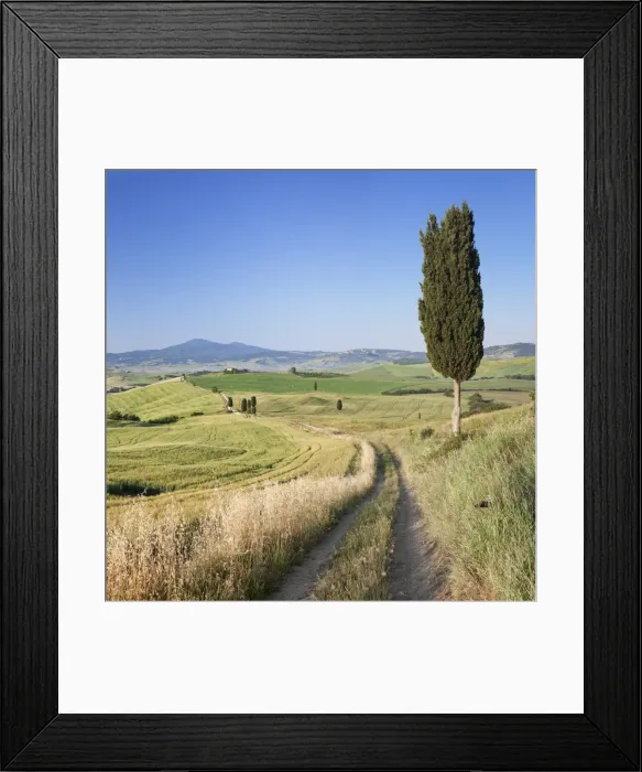 Framed Print : Tuscan landscape with cypress trees, near Pienza, Val d Orcia (Orcia Valley), UNESCO Framed Print : Tuscan landscape with cypress trees, near Pienza, Val d Orcia (Orcia Valley), UNESCO