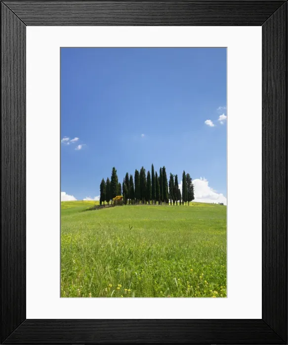Framed Print : Group of cypress trees, near San Quirico, Val d Orcia (Orcia Valley), UNESCO World Heritage Site Framed Print : Group of cypress trees, near San Quirico, Val d Orcia (Orcia Valley), UNESCO World Heritage Site