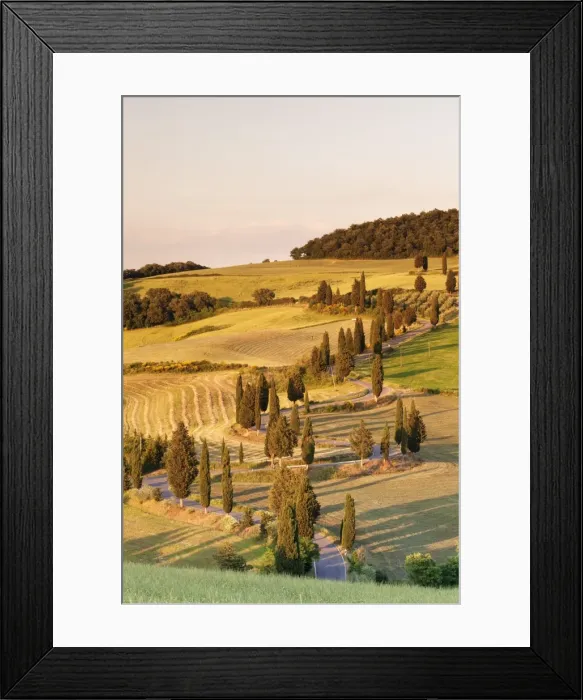Framed Print : Road liend with cypresses, Monticchiello, Val d Orcia (Orcia Valley), UNESCO World Heritage Site Framed Print : Road liend with cypresses, Monticchiello, Val d Orcia (Orcia Valley), UNESCO World Heritage Site