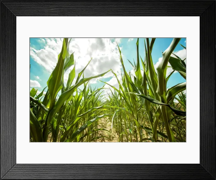 Framed Print : Rye plants, Baden-Wurttemberg, Germany, Europe Framed Print : Rye plants, Baden-Wurttemberg, Germany, Europe