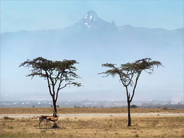 Acacia trees with Mount Kenya on Ol Pejeda Conservancy, Central Kenya, East Africa