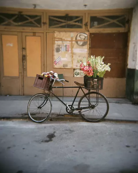Bicycle with flowers in basket, Havana Centro, Havana, Cuba, West Indies, Central America