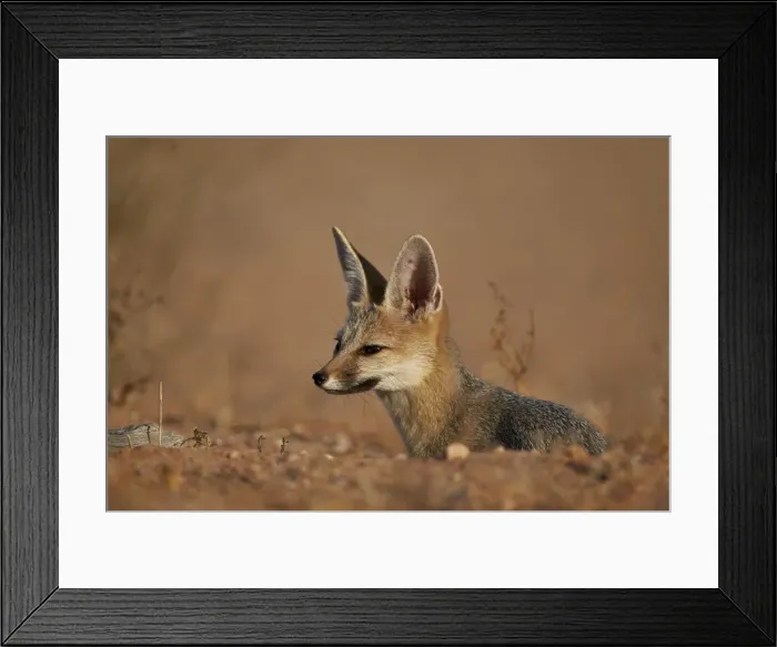 Framed Print : Cape fox (Cama fox) (silver-backed fox) (Vulpes chama), Kgalagadi Transfrontier Park Framed Print : Cape fox (Cama fox) (silver-backed fox) (Vulpes chama), Kgalagadi Transfrontier Park