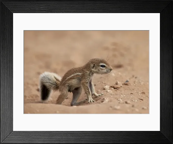 Framed Print : Baby Cape ground squirrel (Xerus inauris), Kgalagadi Transfrontier Park, encompassing Framed Print : Baby Cape ground squirrel (Xerus inauris), Kgalagadi Transfrontier Park, encompassing