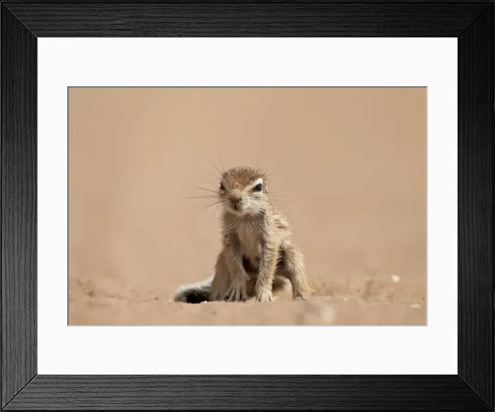Framed Print : Baby Cape ground squirrel (Xerus inauris), Kgalagadi Transfrontier Park, encompassing Framed Print : Baby Cape ground squirrel (Xerus inauris), Kgalagadi Transfrontier Park, encompassing