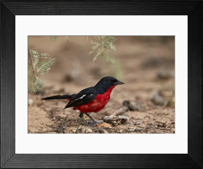 Framed Print : Crimson-breasted boubou (crimson-breasted shrike) (Laniarius atrococcieneus), Kgalagadi Framed Print : Crimson-breasted boubou (crimson-breasted shrike) (Laniarius atrococcieneus), Kgalagadi