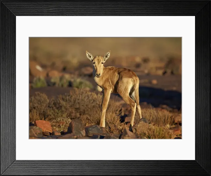 Framed Print : Red hartebeest (Alcelaphus buselaphus) calf, Karoo National Park, South Africa, Africa Framed Print : Red hartebeest (Alcelaphus buselaphus) calf, Karoo National Park, South Africa, Africa