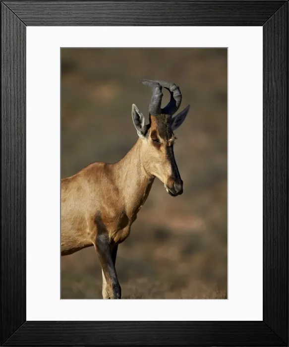 Framed Print : Red hartebeest (Alcelaphus buselaphus), Karoo National Park, South Africa, Africa Framed Print : Red hartebeest (Alcelaphus buselaphus), Karoo National Park, South Africa, Africa
