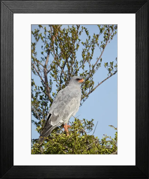 Framed Print : Southern pale chanting goshawk (Melierax canorus), Mountain Zebra National Park, South Africa Framed Print : Southern pale chanting goshawk (Melierax canorus), Mountain Zebra National Park, South Africa