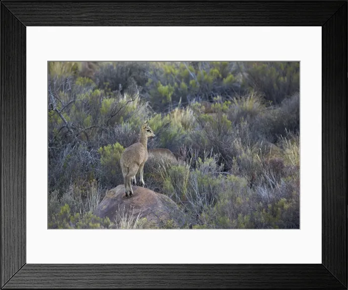 Framed Print : Klipspringer (Oreotragus oreotragus) male, Karoo National Park, South Africa, Africa Framed Print : Klipspringer (Oreotragus oreotragus) male, Karoo National Park, South Africa, Africa