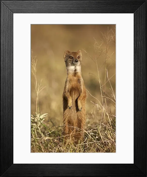 Framed Print : Yellow mongoose (Cynictis penicillata) prairiedogging, Mountain Zebra National Park Framed Print : Yellow mongoose (Cynictis penicillata) prairiedogging, Mountain Zebra National Park
