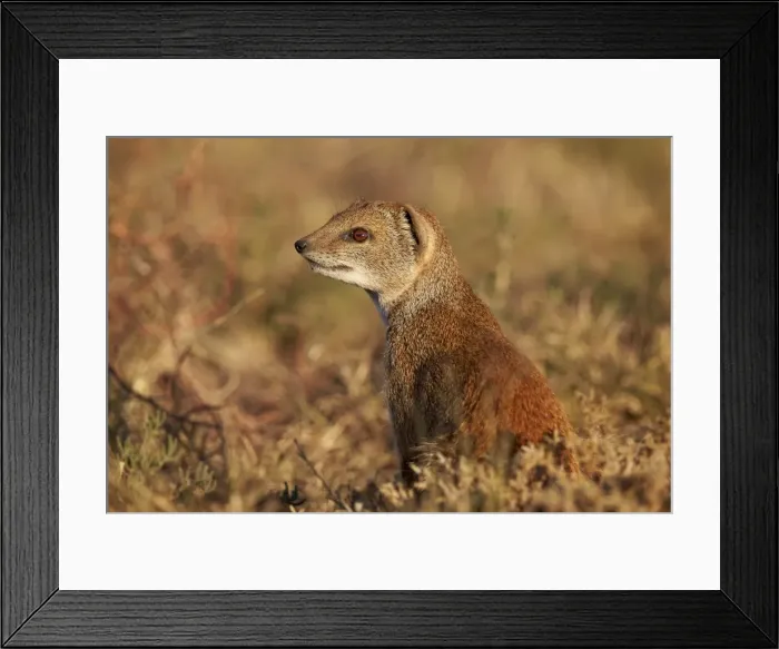 Framed Print : Yellow mongoose (Cynictis penicillata), Mountain Zebra National Park, South Africa Framed Print : Yellow mongoose (Cynictis penicillata), Mountain Zebra National Park, South Africa