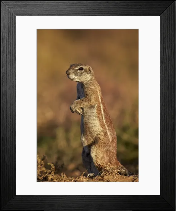 Framed Print : Cape ground squirrel (Xerus inauris) prairiedogging, Mountain Zebra National Park Framed Print : Cape ground squirrel (Xerus inauris) prairiedogging, Mountain Zebra National Park