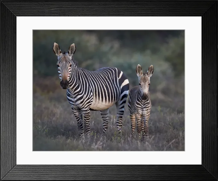 Framed Print : Cape mountain zebra (Equus zebra zebra) mare and foal, Mountain Zebra National Park