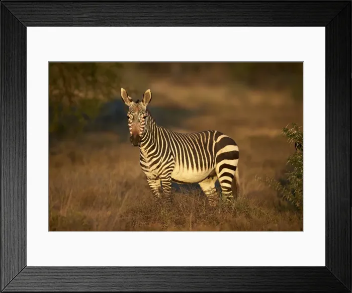 Framed Print : Cape mountain zebra (Equus zebra zebra) mare, Mountain Zebra National Park, South Africa Framed Print : Cape mountain zebra (Equus zebra zebra) mare, Mountain Zebra National Park, South Africa
