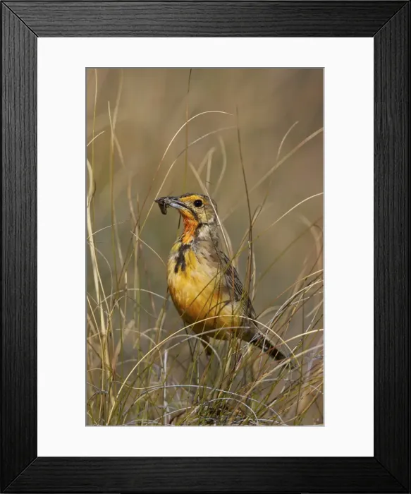Framed Print : Orange-throated longclaw (Cape longclaw) (Macronyx capensis) with an insect, Mountain Framed Print : Orange-throated longclaw (Cape longclaw) (Macronyx capensis) with an insect, Mountain