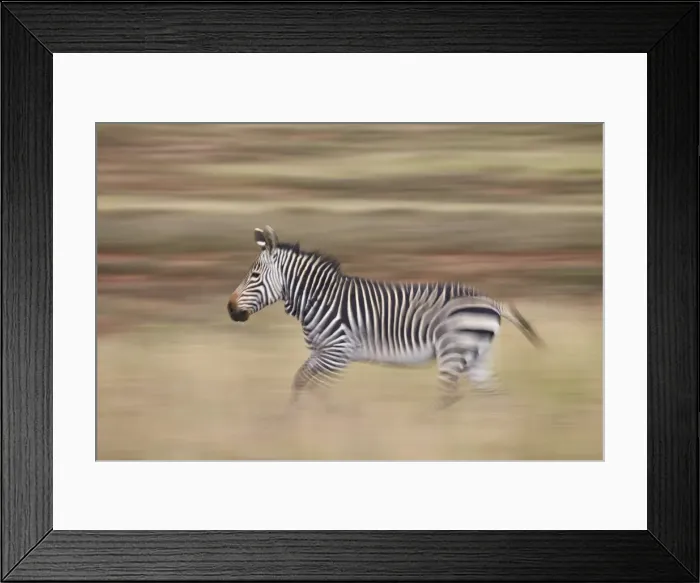 Framed Print : Cape mountain zebra (Equus zebra zebra) running, Mountain Zebra National Park, South Africa Framed Print : Cape mountain zebra (Equus zebra zebra) running, Mountain Zebra National Park, South Africa
