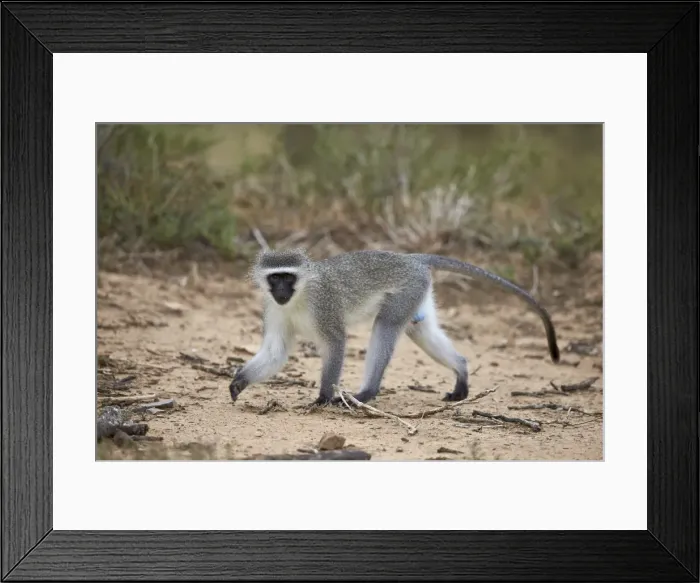 Framed Print : Vervet monkey (Chlorocebus aethiops), Mountain Zebra National Park, South Africa, Africa
