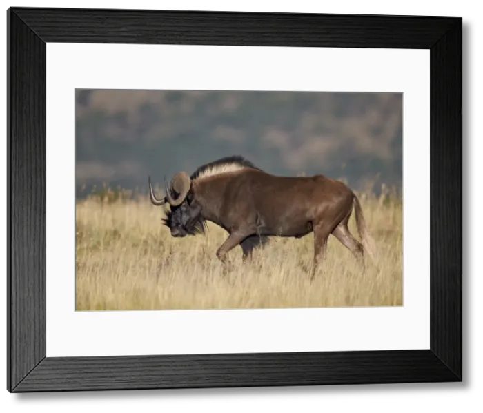 Framed Print : Black wildebeest (white-tailed gnu) (Connochaetes gnou), Mountain Zebra National Park Framed Print : Black wildebeest (white-tailed gnu) (Connochaetes gnou), Mountain Zebra National Park