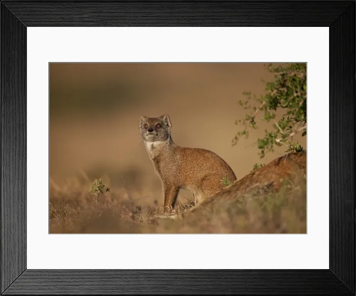 Framed Print : Yellow mongoose (Cynictis penicillata), Addo Elephant National Park, South Africa, Africa