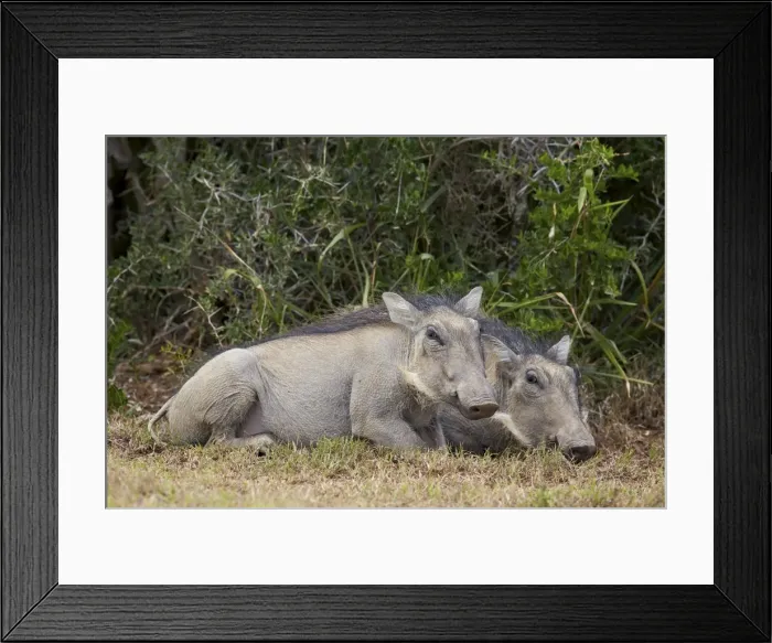 Framed Print : Warthog (Phacochoerus aethiopicus) piglets, Addo Elephant National Park, South Africa Framed Print : Warthog (Phacochoerus aethiopicus) piglets, Addo Elephant National Park, South Africa
