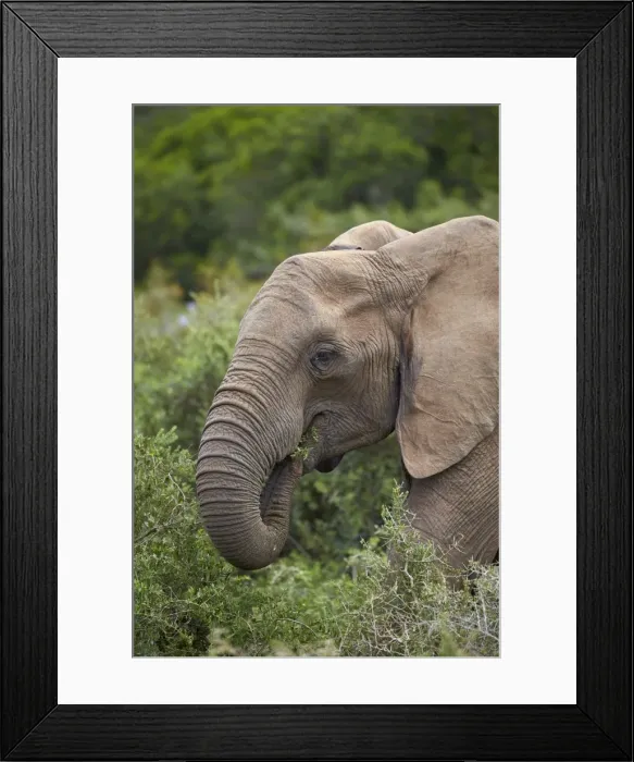 Framed Print : African elephant (Loxodonta africana) eating, Addo Elephant National Park, South Africa Framed Print : African elephant (Loxodonta africana) eating, Addo Elephant National Park, South Africa