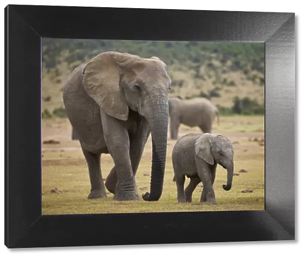 African elephant (Loxodonta africana) adult and baby, Addo Elephant National Park