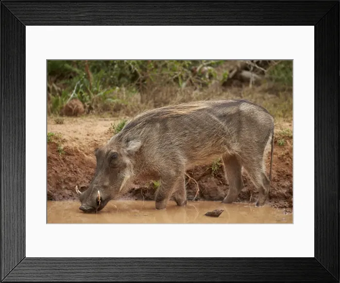 Framed Print : Warthog (Phacochoerus aethiopicus) drinking, Addo Elephant National Park, South Africa Framed Print : Warthog (Phacochoerus aethiopicus) drinking, Addo Elephant National Park, South Africa