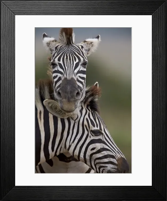 Framed Print : Common Zebra (Plains Zebra) (Burchells Zebra) (Equus burchelli), Addo Elephant National Park Framed Print : Common Zebra (Plains Zebra) (Burchells Zebra) (Equus burchelli), Addo Elephant National Park