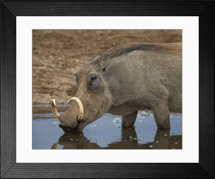 Framed Print : Warthog (Phacochoerus aethiopicus) drinking, Addo Elephant National Park, South Africa Framed Print : Warthog (Phacochoerus aethiopicus) drinking, Addo Elephant National Park, South Africa