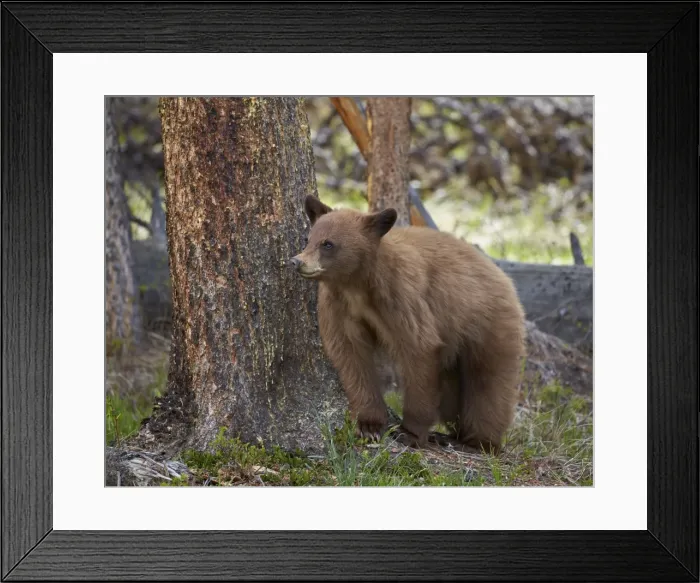 Framed Print : Cinnamon black bear (Ursus americanus) yearling cub, Yellowstone National Park, Wyoming Framed Print : Cinnamon black bear (Ursus americanus) yearling cub, Yellowstone National Park, Wyoming