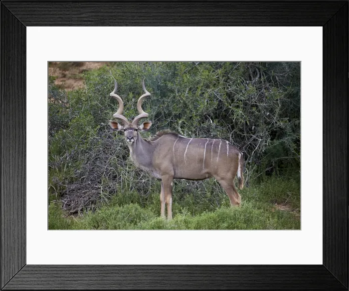 Framed Print : Greater kudu (Tragelaphus strepsiceros) male, Addo Elephant National Park, South Africa Framed Print : Greater kudu (Tragelaphus strepsiceros) male, Addo Elephant National Park, South Africa