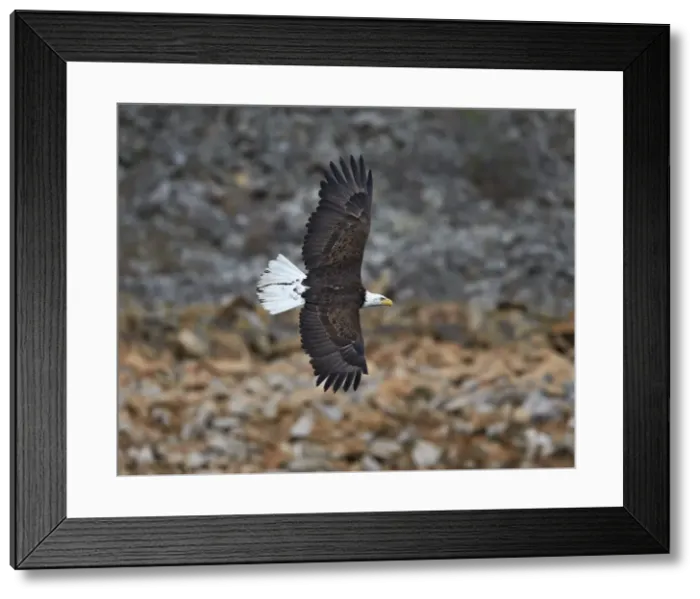 Framed Print : Bald eagle (Haliaeetus leucocephalus) in flight, Yellowstone National Park, Wyoming Framed Print : Bald eagle (Haliaeetus leucocephalus) in flight, Yellowstone National Park, Wyoming